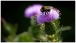 Eine Hummel auf einer Distel