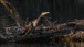 Ein Kormoran