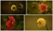 Eine Collage von Dahlien