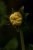 Blumengesicht