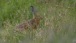 Ein Hase im Gras