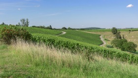 Zwischen Greiweldingen und Lenningen