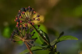 Efeu in der Blüte