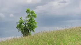 Einfach nur ein Baum