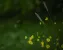 Butterblumen