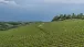 Weinberge