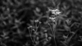 Sternmieren - Stellaria
