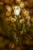 Pfeifenstrauch - Philadelphus