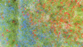 Blumenteppich - Flower Carpet