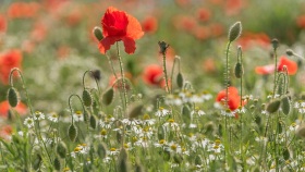 Klatschmohn - Poppy