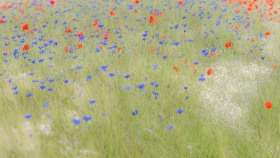 Blumenwiese - Flower Meadow