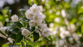 Jasmine Flowers
