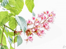 Kastanienblüte - Chestnut Blossom