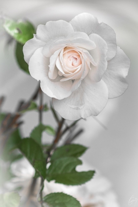 Weisse Rose - White Rose