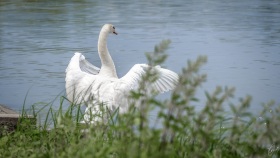 Schwan - Swan
