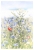Blumenfeld - Flowerfield