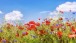 Blumenfeld mit Himmel - Field with Flowers and Sky