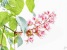Kastanienblüte - Chestnut Blossom