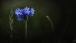 Kornblume - Cornflower