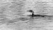Kormoran - Cormorant