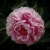 Pfingstrose - Peony