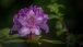 Rhododendron