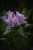 Rhododendron
