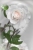 Weisse Rose - White Rose