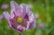 Schlafmohn - Papaver somniferum