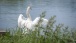 Schwan - Swan
