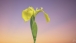 Sumpfschwertlilie - Iris-pseudacorus