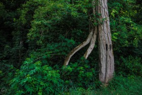 Knorriger Baum