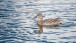 Freundliche Ente