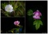 Collage von Heckenrosen