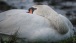 Ruhender Schwan