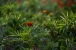 Tagetes