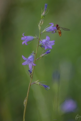 Glockenblume