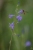 Glockenblume