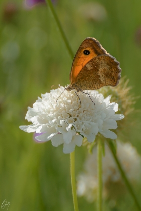 Grosses Ochsenauge auf einer Blume
