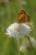 Grosses Ochsenauge auf einer Blume