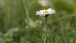 Gänseblümchen