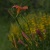 Lilien