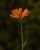 Eine Ringelblume