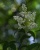 Weisser Flieder