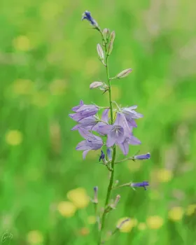 Glockenblume