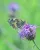 Schachbrettschmetterling
