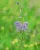 Glockenblume