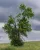Ein Baum auf einem Feld