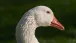 Ein Porträt von einer Gans
