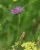 Witwenblume